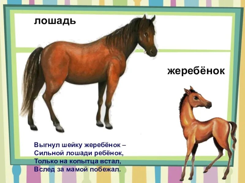 Лошадь для детей. Лошадь карточка для детей. Домашние животные лошадь для детей. Карточки для детей лошадка.