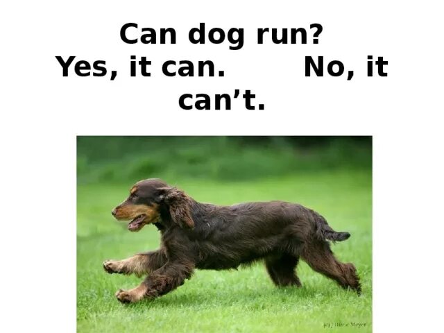 L can well. A Dog can Run. Yes it can. You can Run. Yes, it can no it can't.