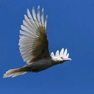 White raven