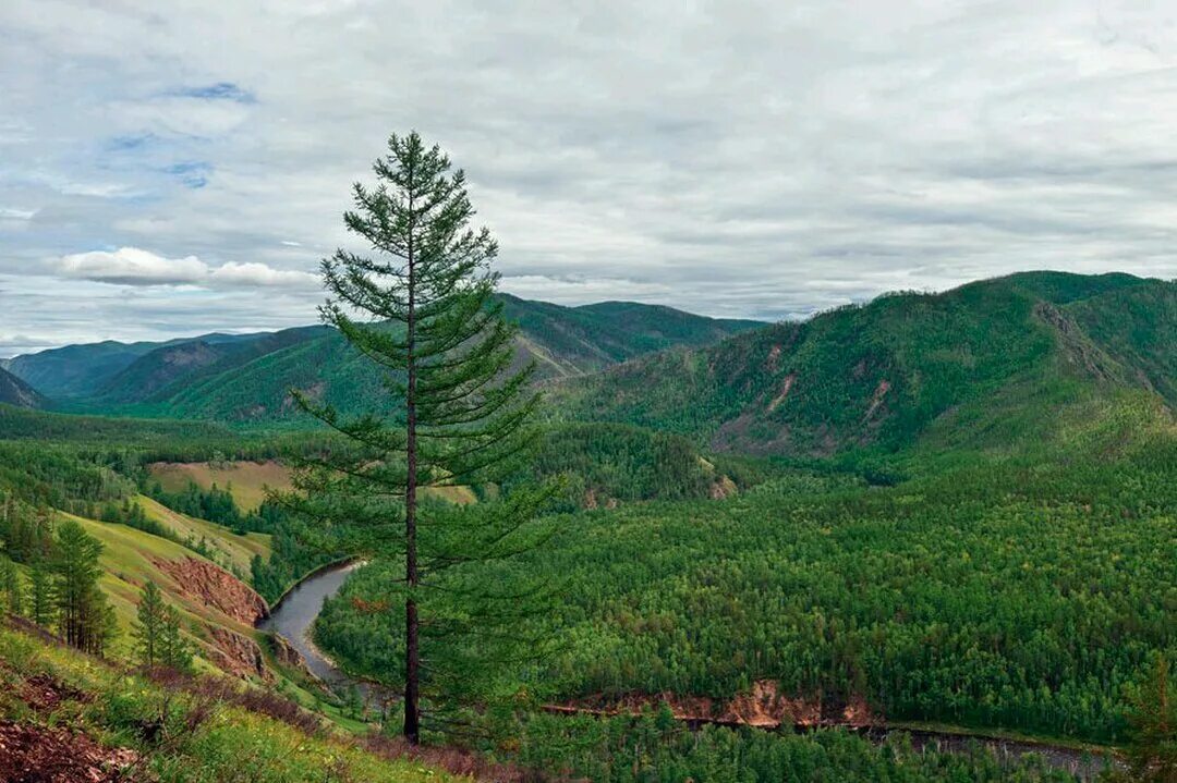 Крутогорск забайкальский край. Рыба в реке хилок. Кодар хребет забайкалье. Национальный парк красный чикой забайкалье. Западная забайкалья.