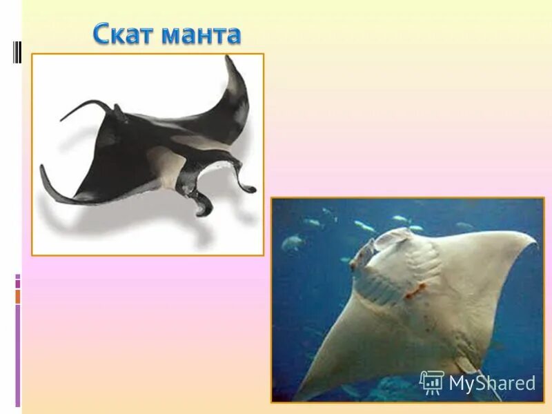 Помощь скату