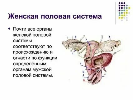 Искусственный женский орган. Пластические половых органов. Пластика лабиопластика. Пластические половых органов. Пластические половых органов.
