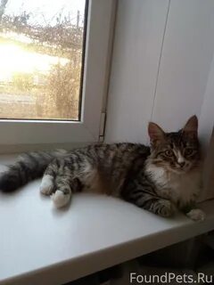 Годовалый кот