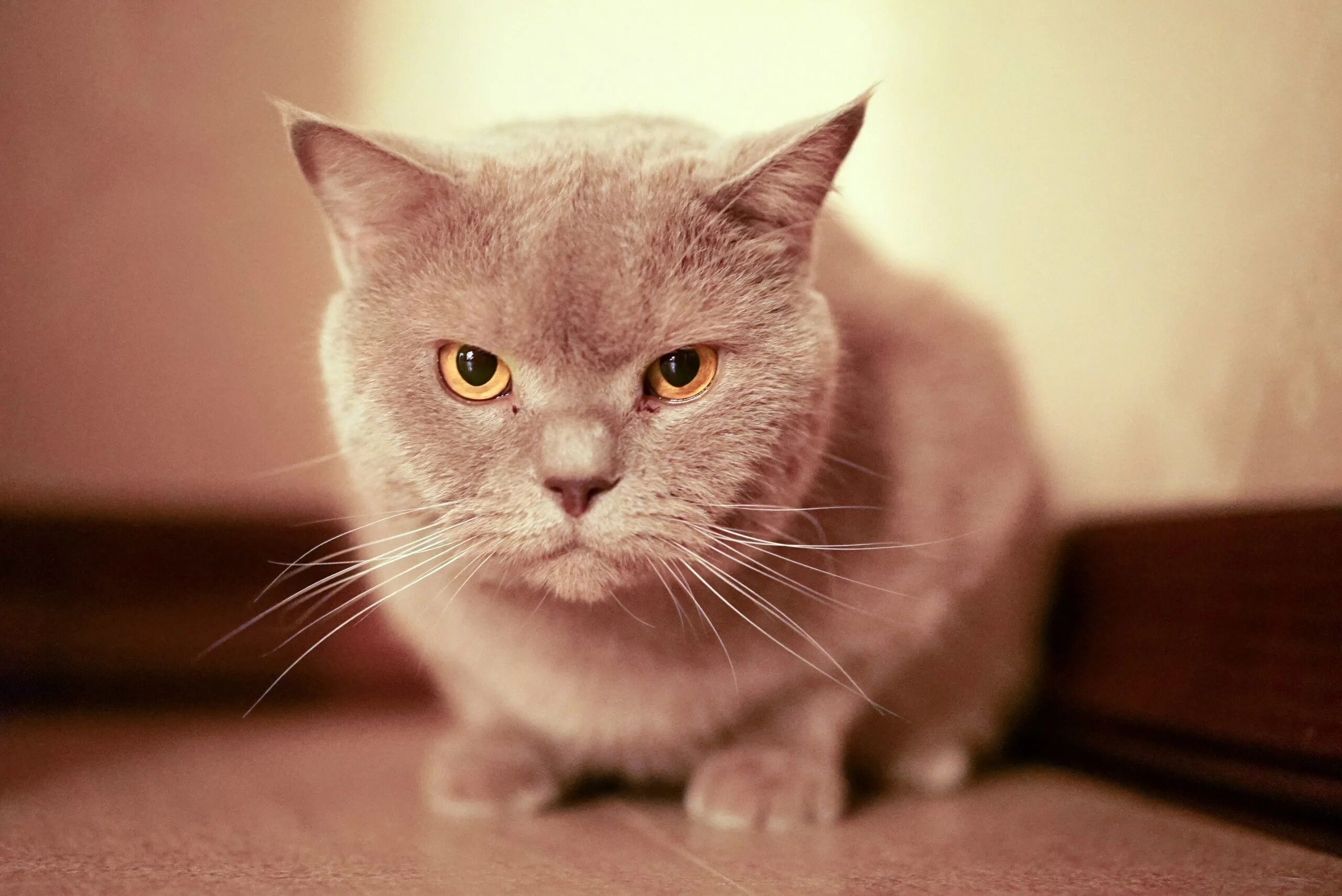 Котик с карими глазами. Кошечка с карими глазами. Кошка с карими глазами фото.