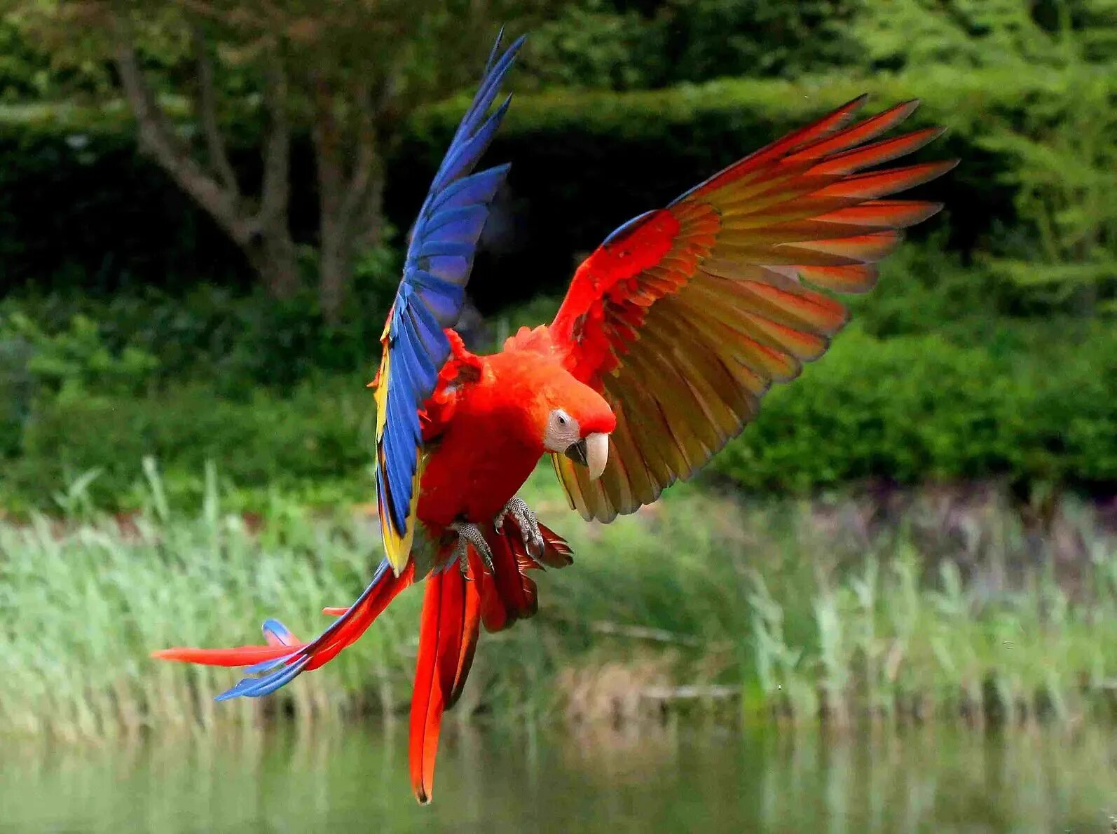 Red parrot