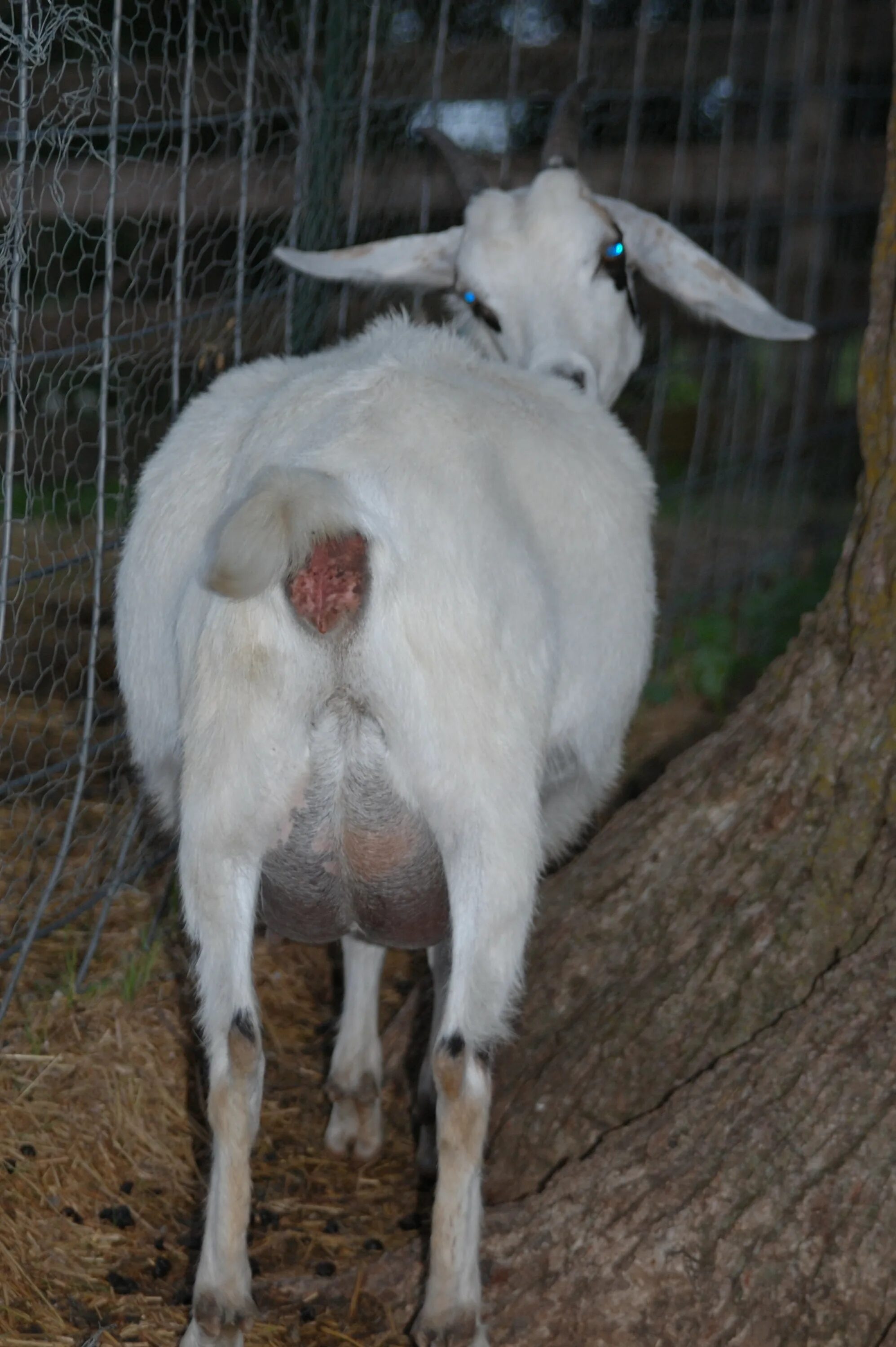 Зааненские козы. Сколько месяцев беременна коза