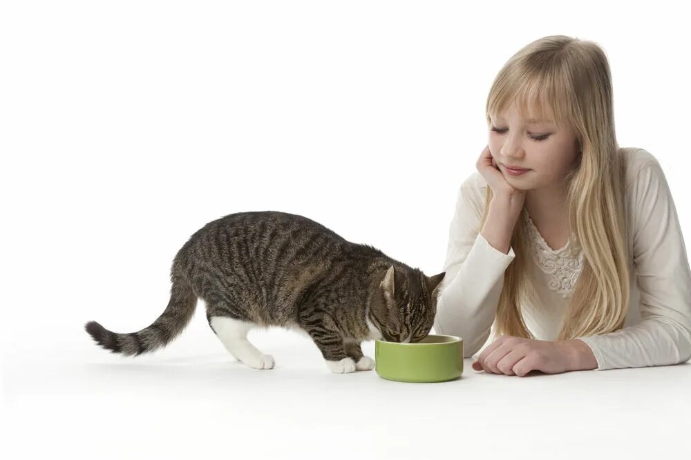 Женщина кормит кошек. Человек кормит кота. Кормящая кошка. Кормление животных. Покорми кошку.