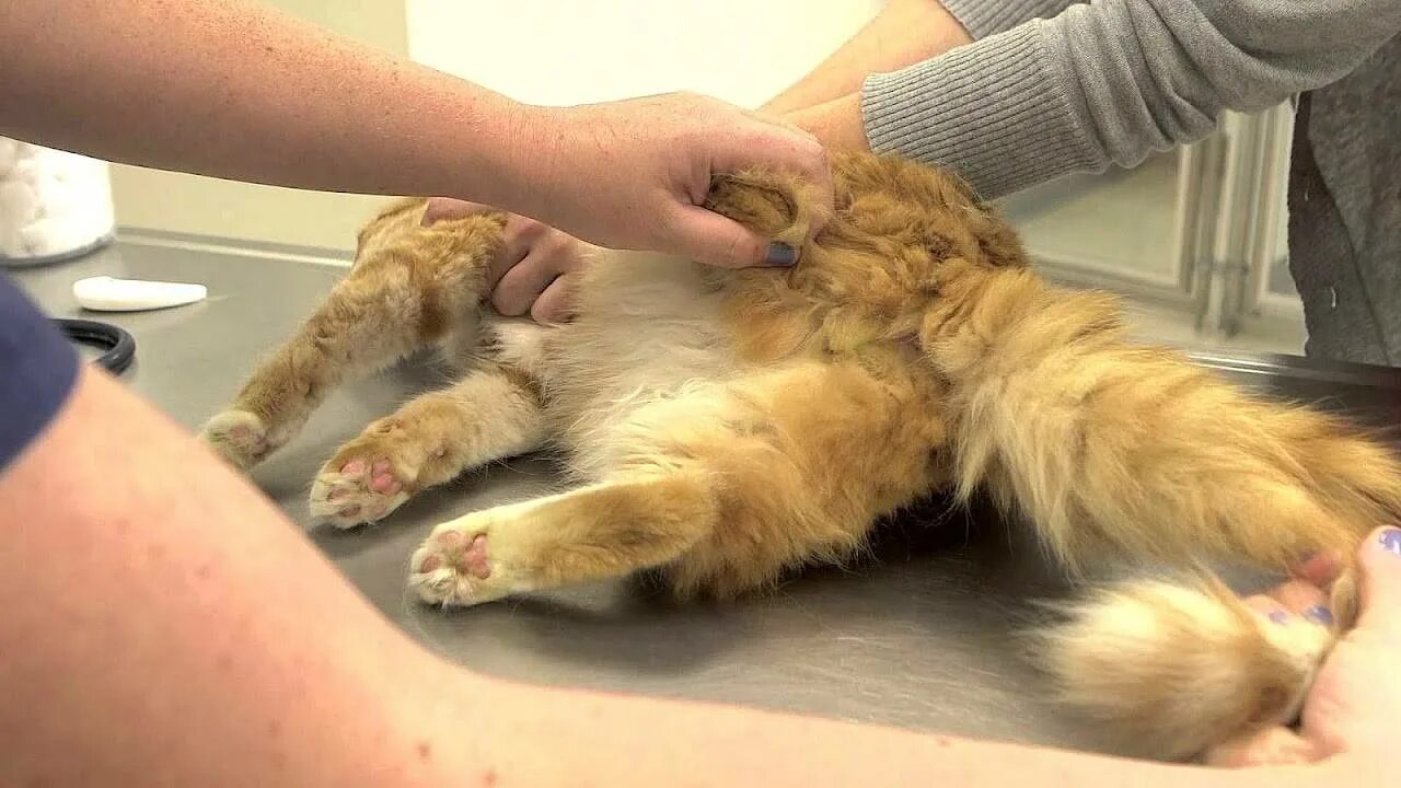 Кошка зализывает рану
