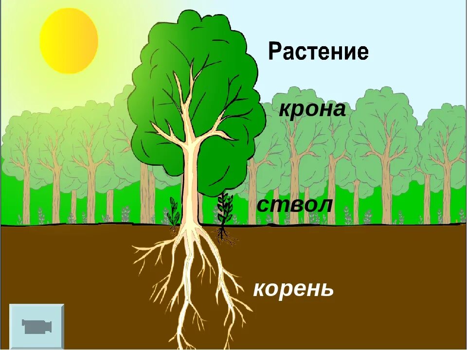 Схема питания растений 3 класс окружающий Минеральное Питание Растений Реферат