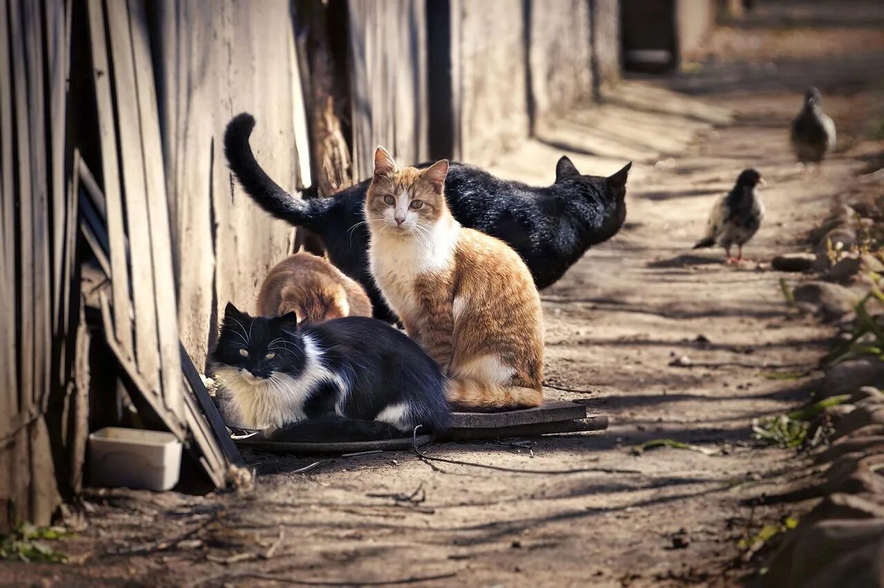 Бездомные кошки. Бродячие кошки. Уличная кошка. Уличный котенок. Кошки способны