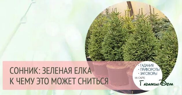 Книга шаблон сонник. Сонник толкование елка. Пакет сонник. Сон пустой пакет. Сон елка зеленая.