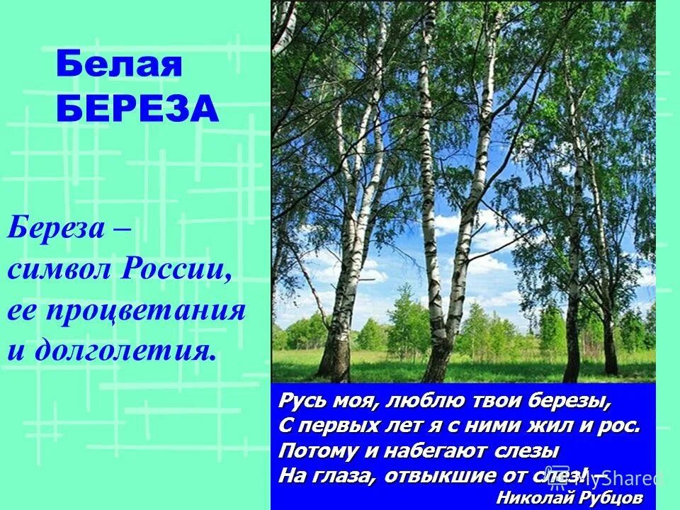 Березками окончание какое. Белая береза символ России. Почему берёза символ России. Берёза-символ России презентация. Символ России белая Березка.