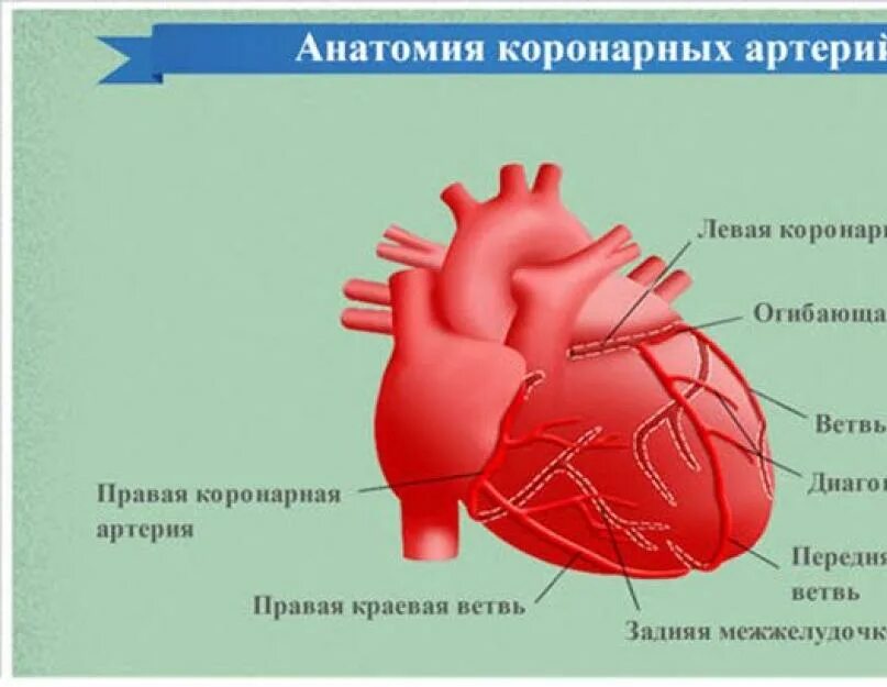 Коронарные артерии кровоснабжают. Анатомия коронарных артерий сердца. Ствол левой коронарной артерии анатомия. Коронарные артерии сердца схема анатомия. Межжелудочковая ветвь левой венечной артерии.