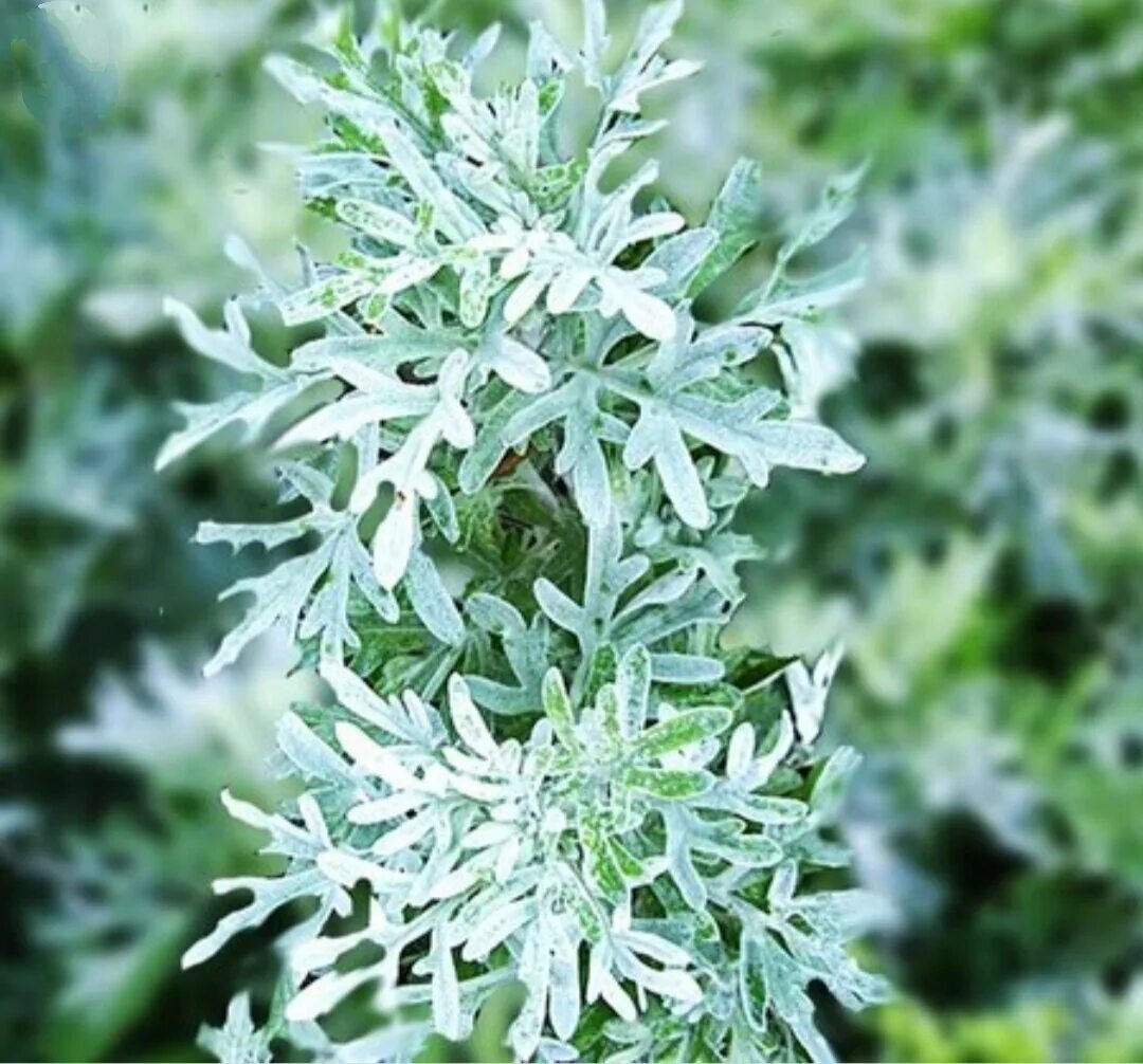 Полынь обыкновенная сушка. Полынь absinthium. Полынь горькая (artemisia absinthium). Полынь лечебная чернобыльник. Полынь кошкам можно.