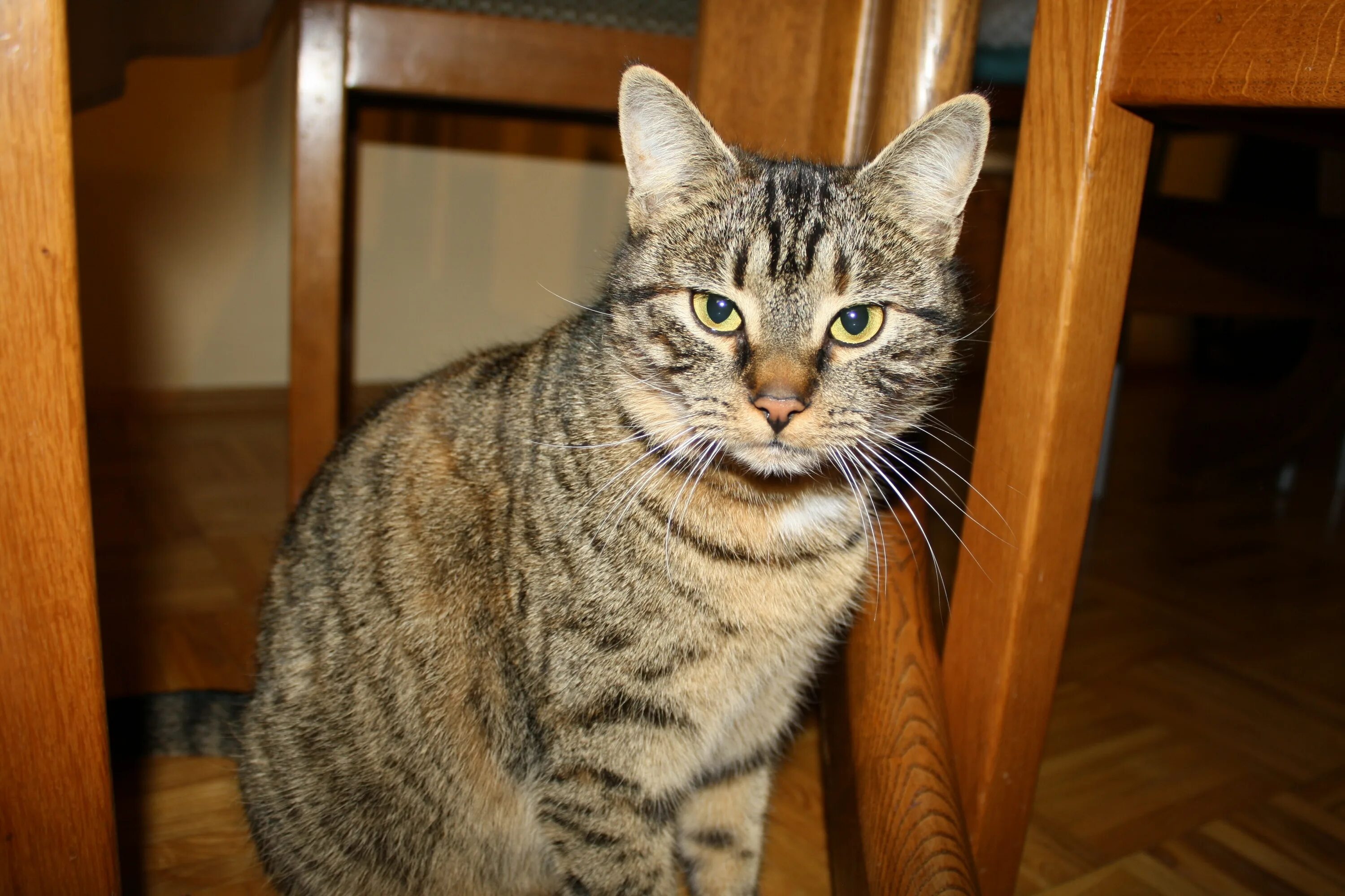 Самый обычный кот