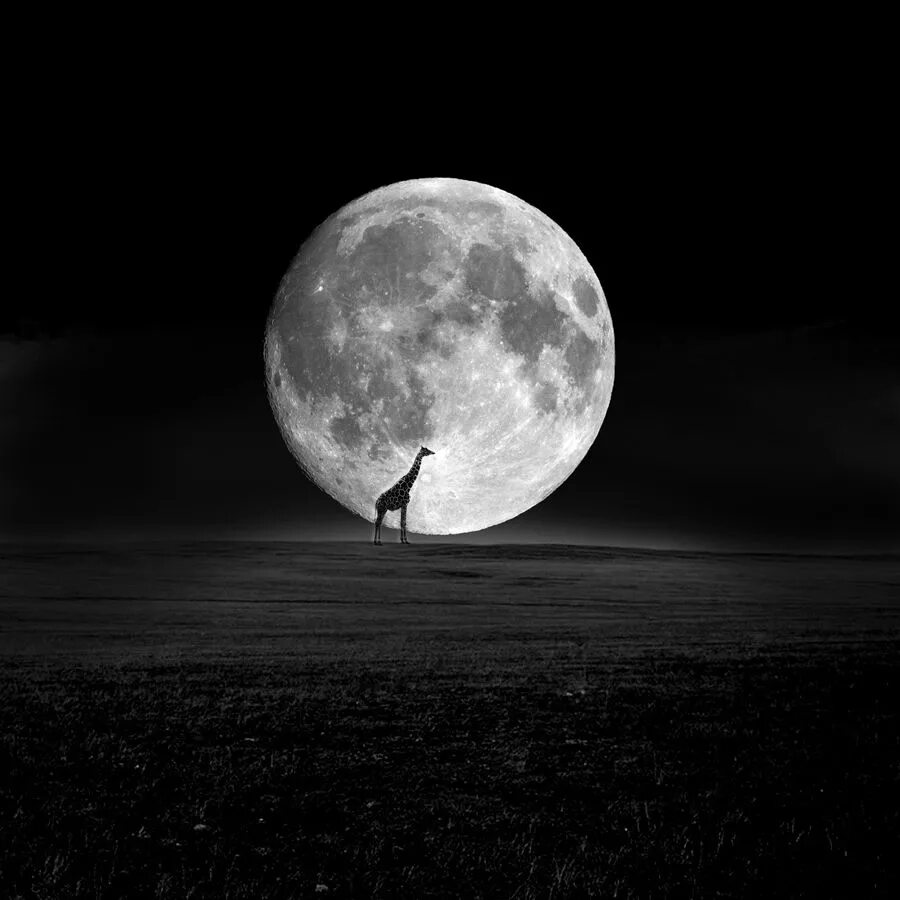 Черное полнолуние. Луна черно белая. Черная Луна. Луна картинки. Белая Луна.