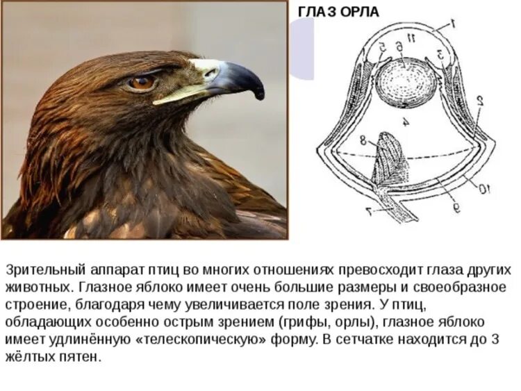 Строение глаза птицы. Строение глаза орла. Строение глаза хищной птицы. Особенности зрения птиц.