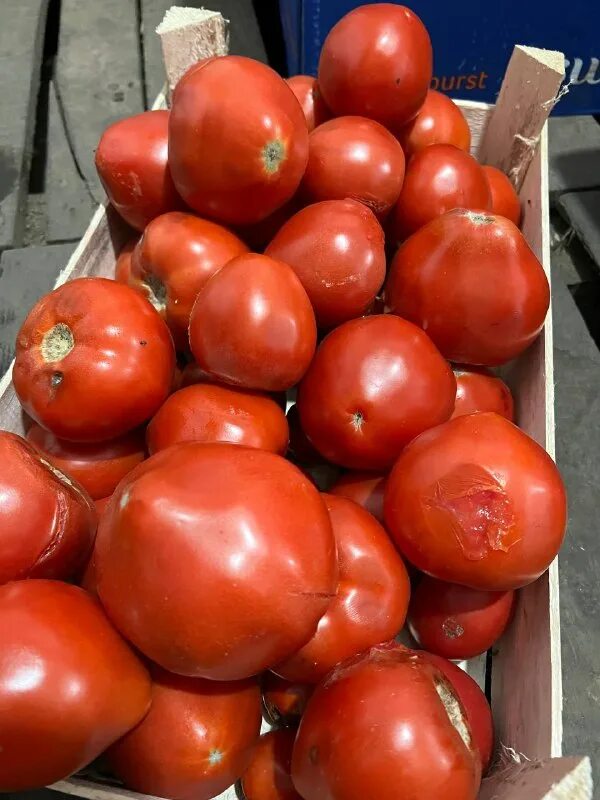 Сорт томатов махитос. Томаты сорт мохито. Томаты махитос азербайджан. Томаты сорт мохито. Томат максеза.