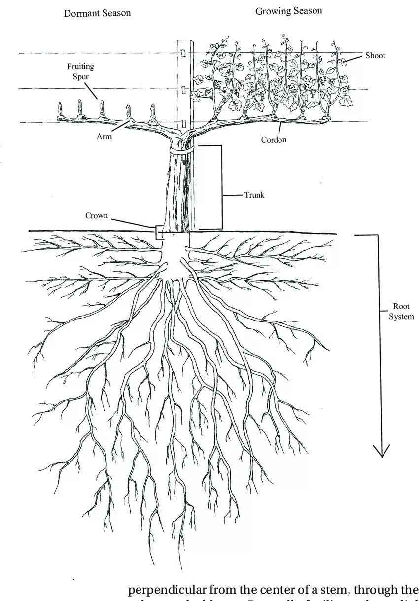 Корневая система шелковицы схема. Корневая система яблони описание. Корневая система вишни и черешни. Инжир дерево корневая система.