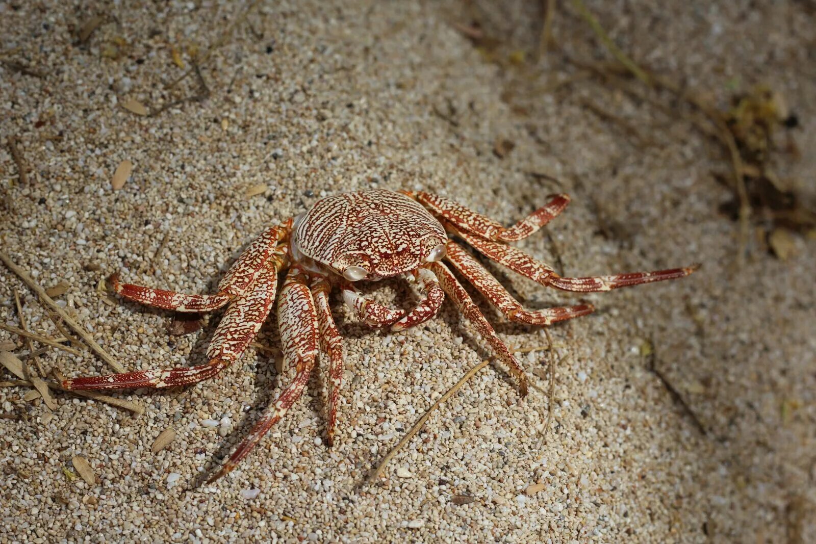 Как называется краб. Ракообразные краб. пантерный краб. ракообразные crustacea. краб в природе.