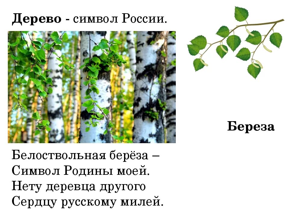 Прогноз березка. Белоствольная береза символ Родины. Символ России дерево береза. Неофициальные символы России берёзка. Белая береза символ России.