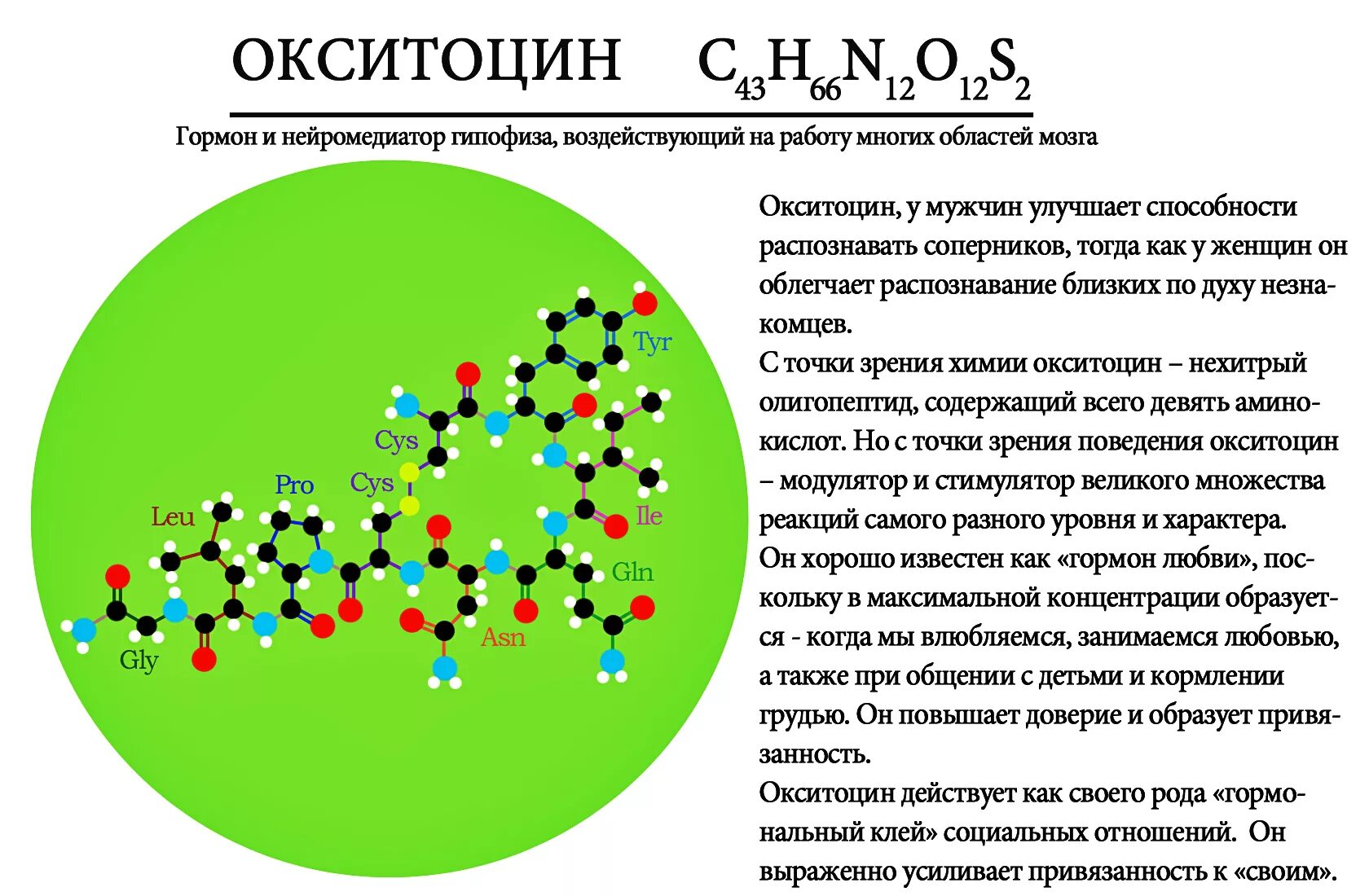 гормоны и нейромедиаторы список. «тканевые» гормоны (гормоноиды. медиаторы действия гормонов. медиатор гладких мышц. гормоны нервной системы.