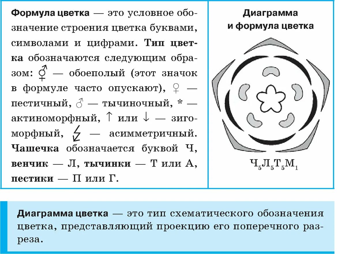 Объясни что такое формула. Объясни что такое формула