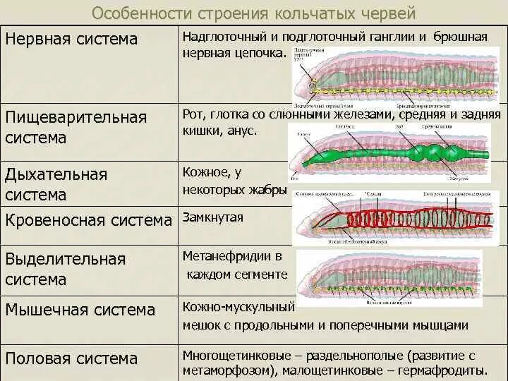 3 признака кольчатых червей. Система органов кольчатых червей 7 класс. Тип кольчатые черви система органов таблица. Дыхательная система кольчатых червей таблица. Строение систем органов кольчатых червей 7 класс биология.