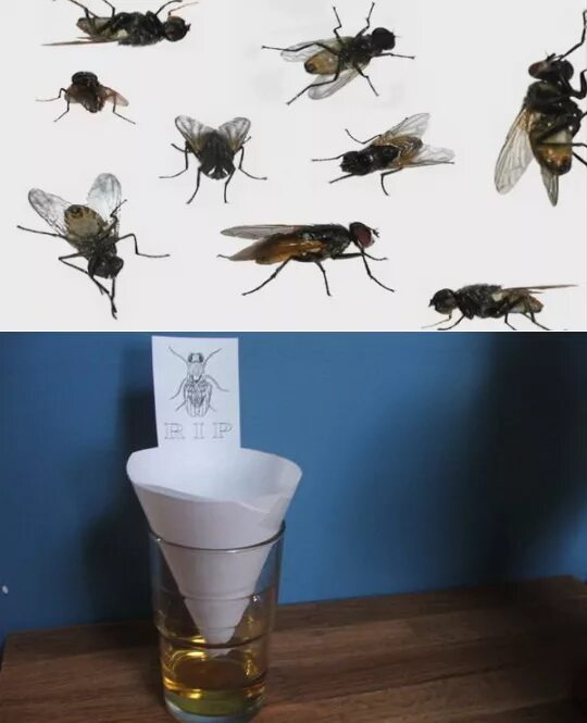 Эффективно борьба с мухами. Туалетная Муха. Мухи в доме. Способы борьбы с мухами. Борьба с мухами на даче.