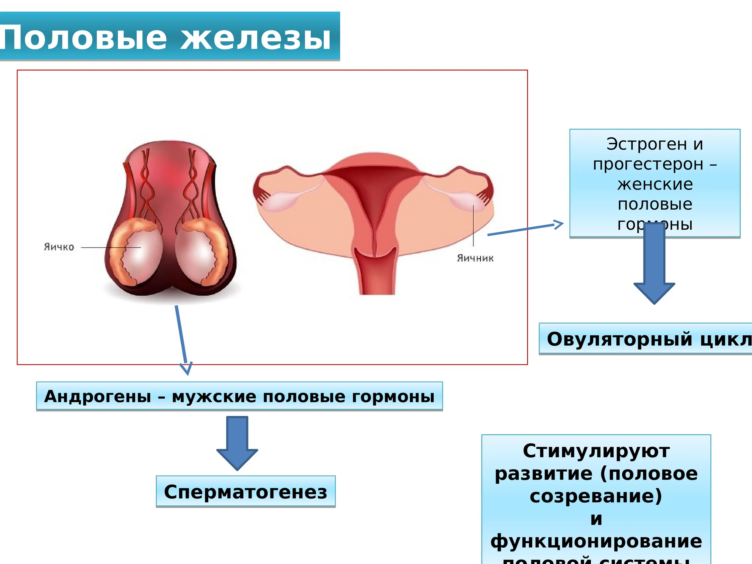 Половые железы гормоны. Мужские и женские половые железы. Женские половые железы. Половые железы мужские и женские гормоны. Половые железы называют