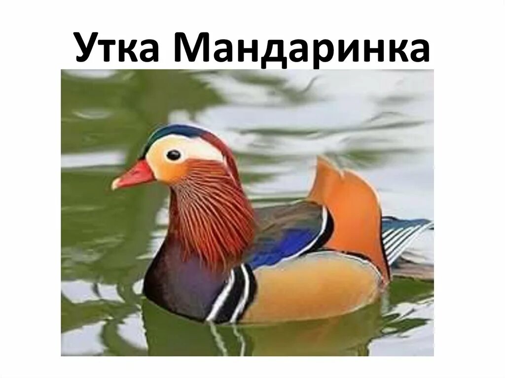 У нашего общительного попугая много