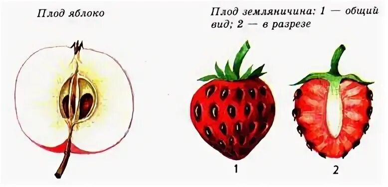 Фрага
