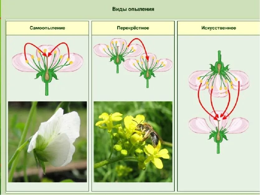 Самоопыление цветковых растений. Опыление растений самоопыление. Опыление растений самоопыление. Самоопыление цветковых растений. Самоопыление цветковых растений.