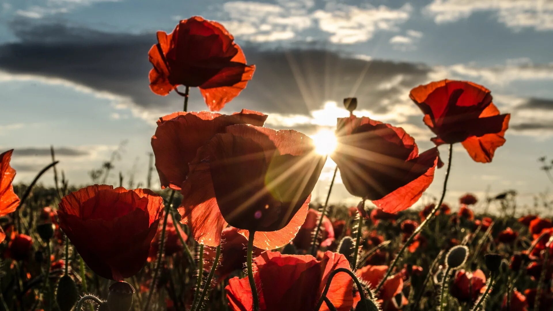 Flower sunset. Цветочное поле в лучах солнца. Красные маки. Цветы в лучах солнца. Цветы на закате.