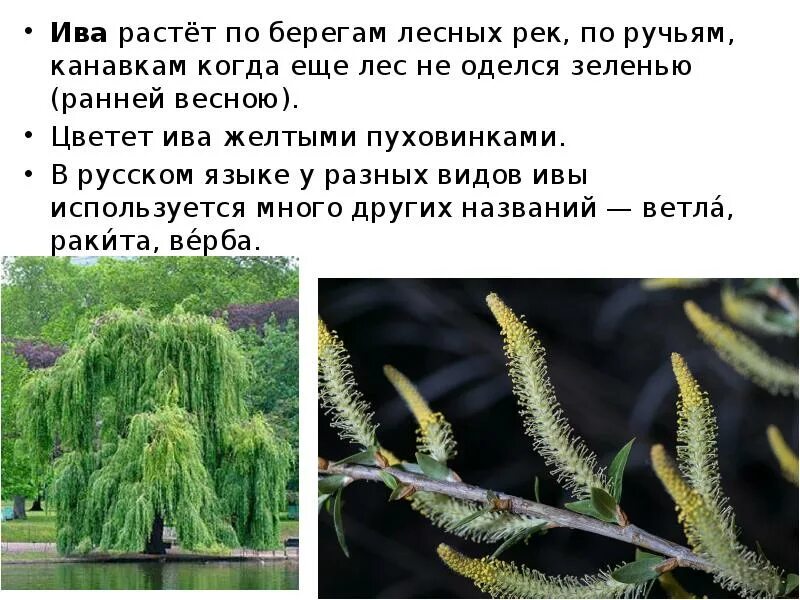 Ива из каких звуков состоит. Ива описание. Ива растет. Ива дерево описание. Ива характеристика дерева.