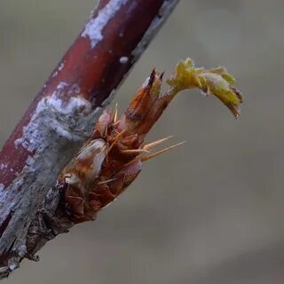 Почки смородины