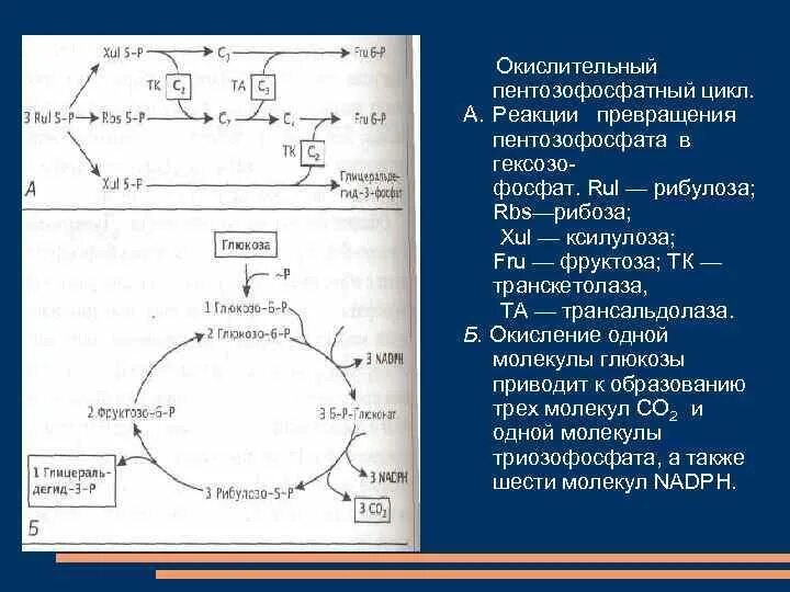 Окисление рибулозы. Рибулоза в фотосинтезе. Восстановление рибулозы реакция. Превращение транскетолазы в НАДФ.