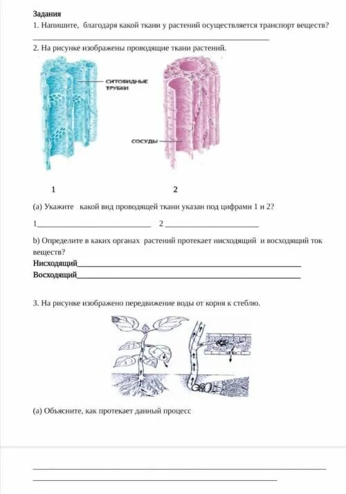 Тест по биологии 8 класс транспорт веществ. Тест по биологии 8 класс транспорт веществ. Передвижение веществ у растений 6 класс биология. Примеры леофильных и леофобных систем в организме. Транспорт веществ у растений.