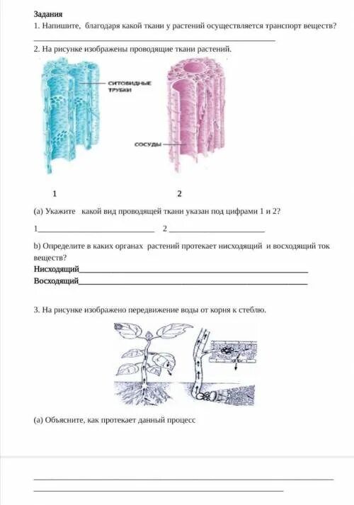 Выделение у растений 6 класс биология тест. Транспорт веществ 7 класс биология. Лабораторная работа по биологии транспорт веществ в растении. Транспорт веществ по стеблю. Задания по теме транспорт веществ у растений.