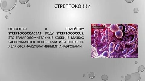Роды стрептококк