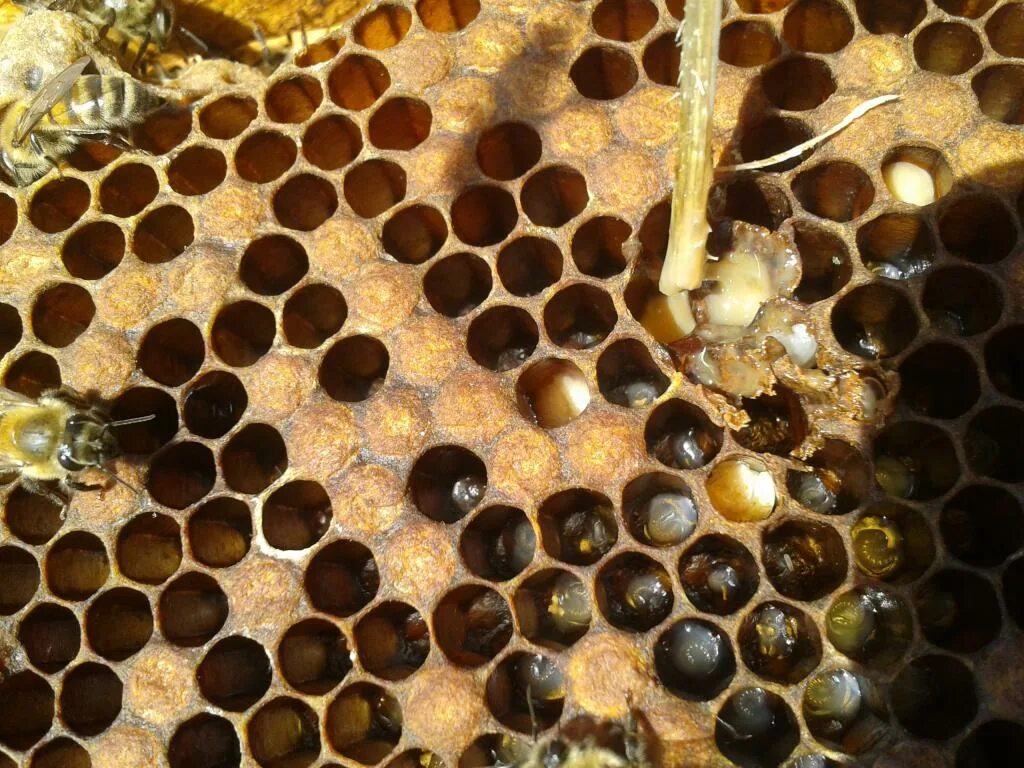 Как еще называют болезнь пчел. Европейский гнилец пчел. Мешотчатый расплод пчел. Мешотчатый гнилец. Болезни пчел мешотчатый расплод.