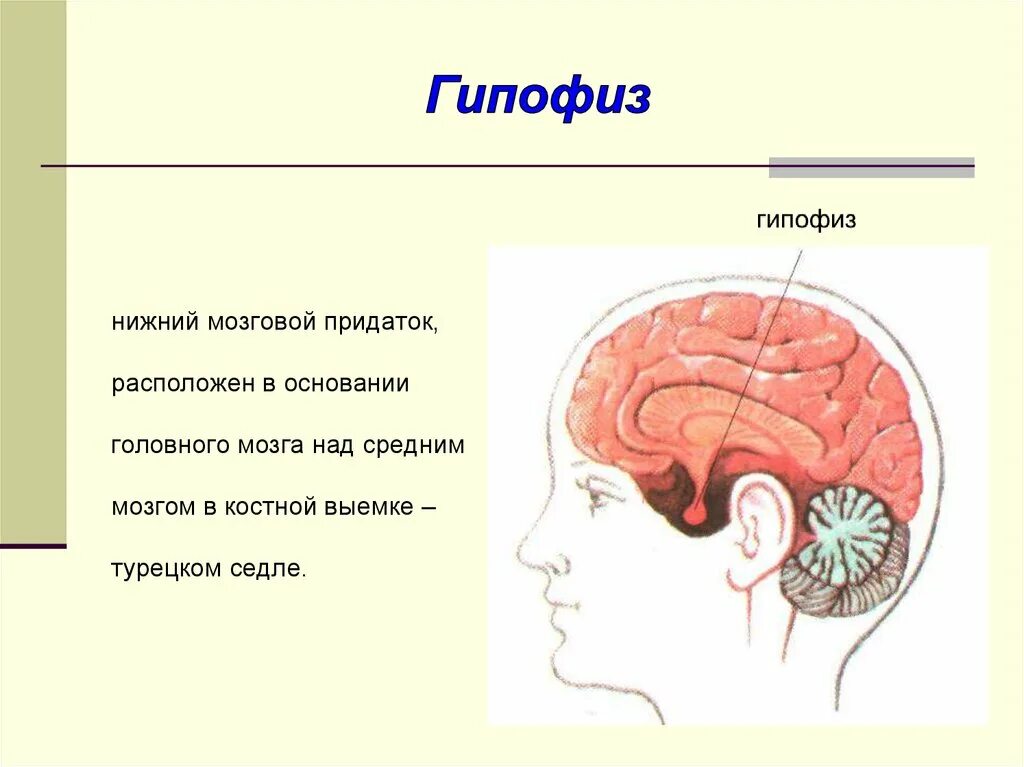 Головной мозг человека, гипофиз анатомия. Гипофиз схема мозга. Гипофиз Нижний мозговой придаток. Гипофиз головного мозга рисунок.