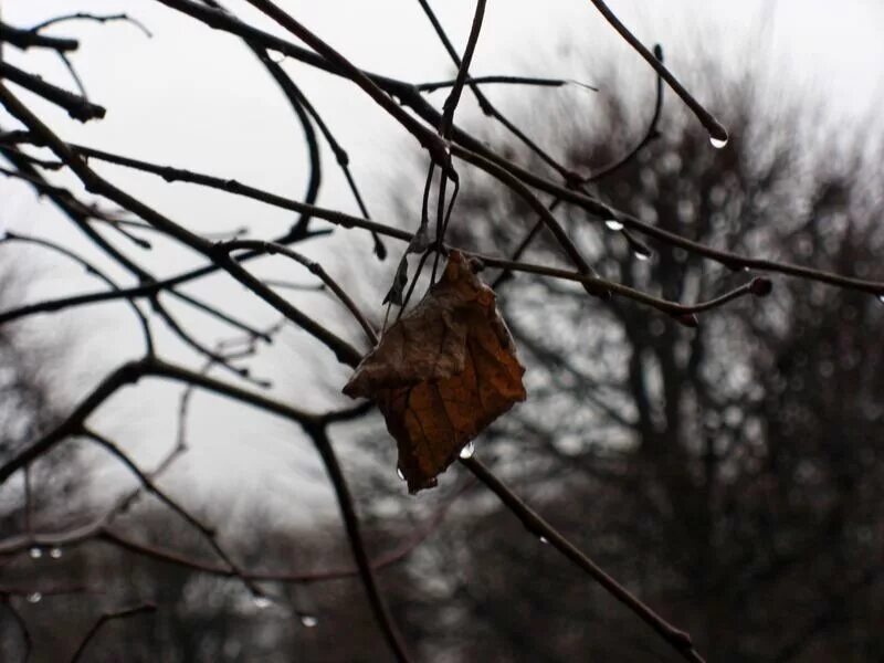 Деревья умытые дождем. Последний лист на дереве.