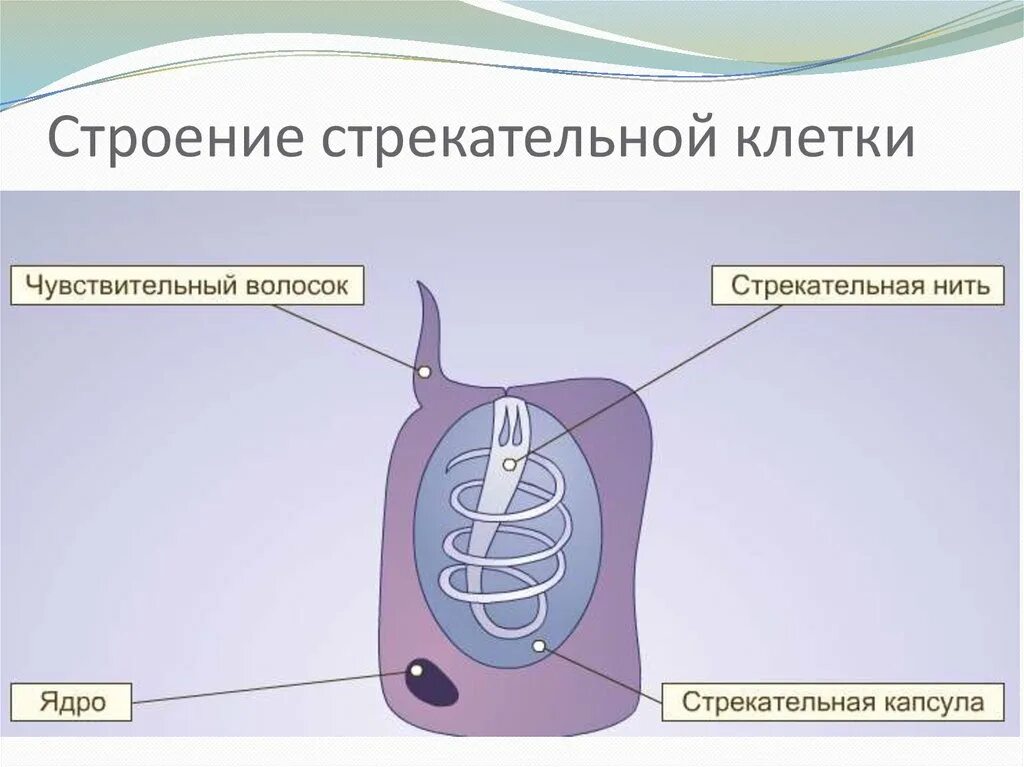 Стрекательная клетка состоит из. Стрекательные клетки гидры. Строение стрекательной клетки гидры. Схема строения стрекательной клетки гидры. Строение стрекательной клетки кишечнополостных.