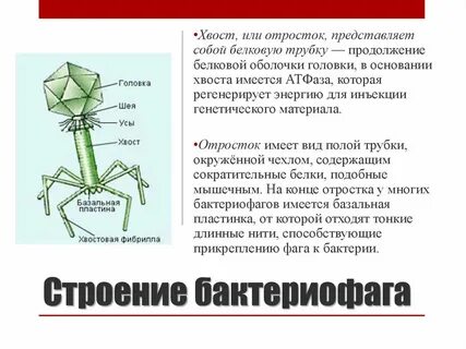 Белки бактериофага