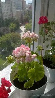 Пеларгония принц