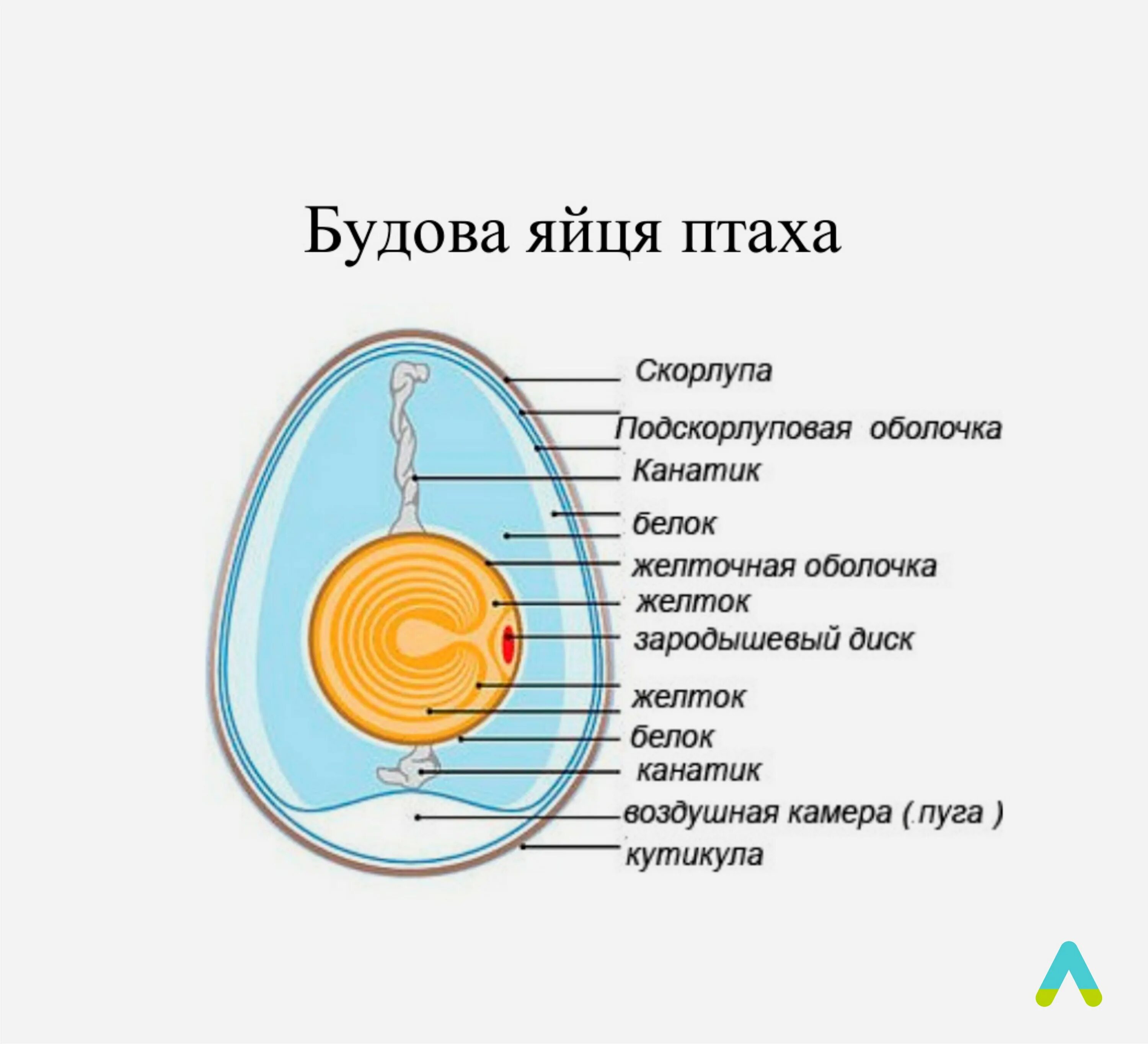 Особенности яйца птиц. Схема строения яйца птицы. Строение куриного яйца. Схема строения яйца курицы. Строение яйцеклетки куриного яйца.