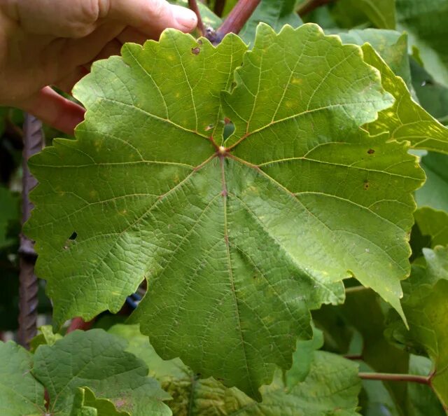 Трехлопастной лист винограда. Виноград культурный жилкование листа. Форма листа винограда. Листья сортов винограда. Лист винограда кристалл.