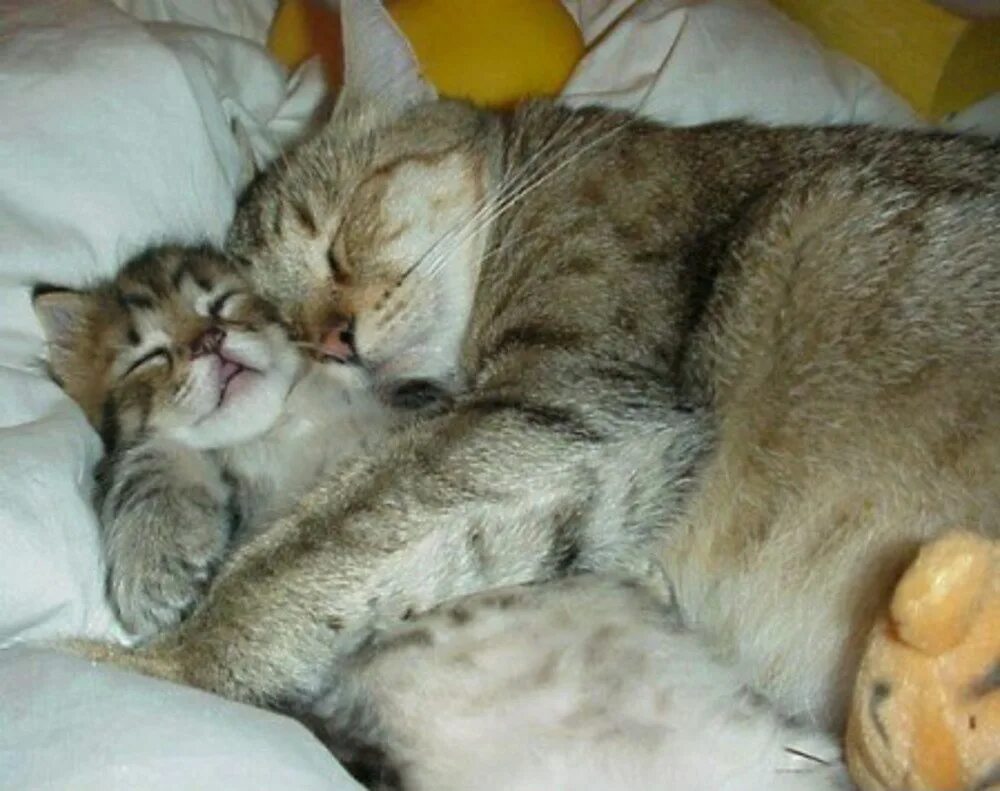 Спящие вместе коты. Спящие котята. спящие котики в обнимку. кошка с котятами.