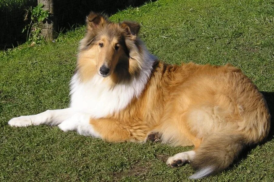 Покажи фотографию собаки колли Top 6 Big Breed Dogs for Families Page 3 Easiest dogs to train, Dogs, Collie d